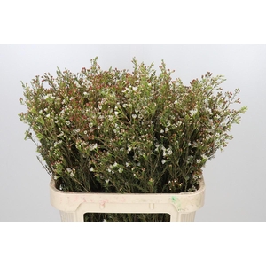 Chamelaucium Blondie
