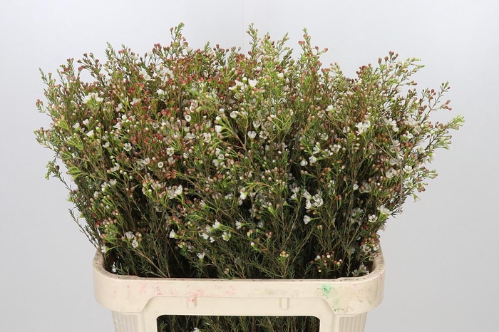 <h4>Chamelaucium Blondie</h4>