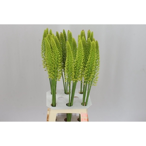 Eremurus Yellow Cleopatra