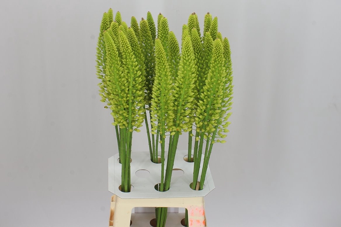 <h4>Eremurus Yellow Cleopatra</h4>