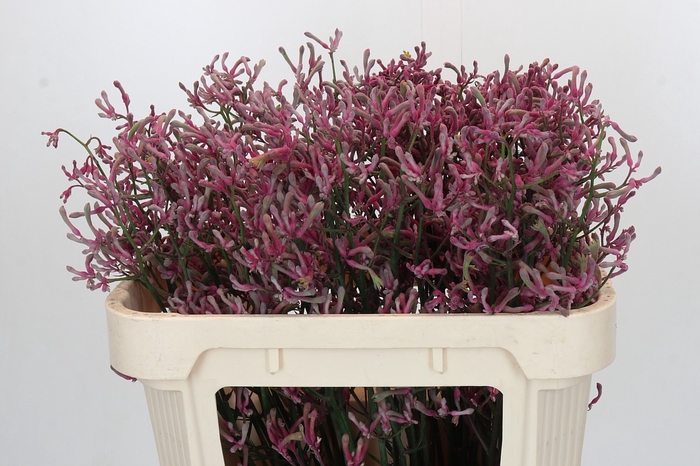 <h4>Anigozanthos Pink Joey</h4>