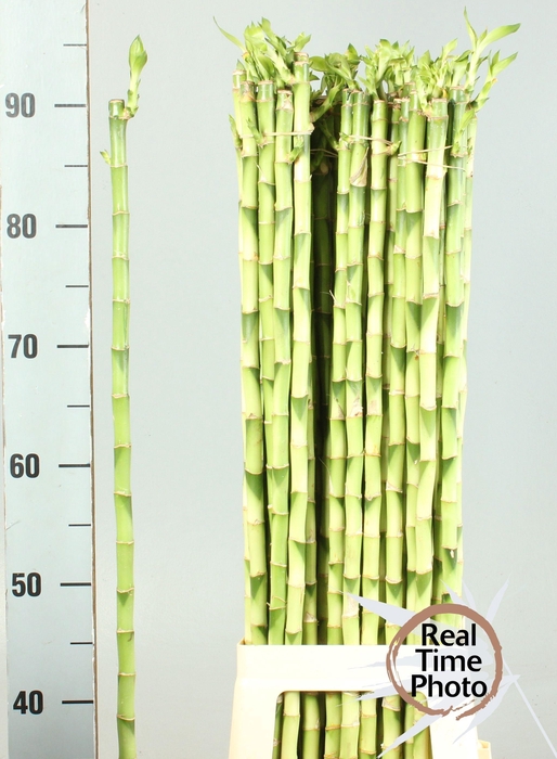 <h4>DRAC LUCKY BAMBOO</h4>