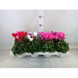 Cyclamen MD 'Allure'