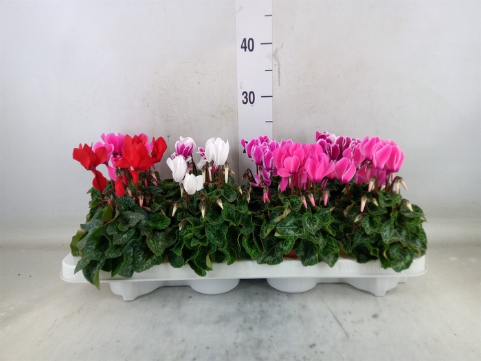 <h4>Cyclamen MD 'Allure'</h4>