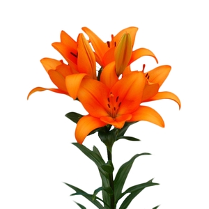LIRIO HONESTY 080 CM HT 2/3 FLS