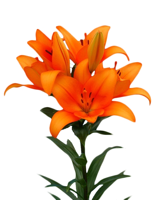 <h4>LIRIO HONESTY 080 CM HT 2/3 FLS</h4>