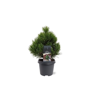 Pinus heldreichii 'Compact Gem'