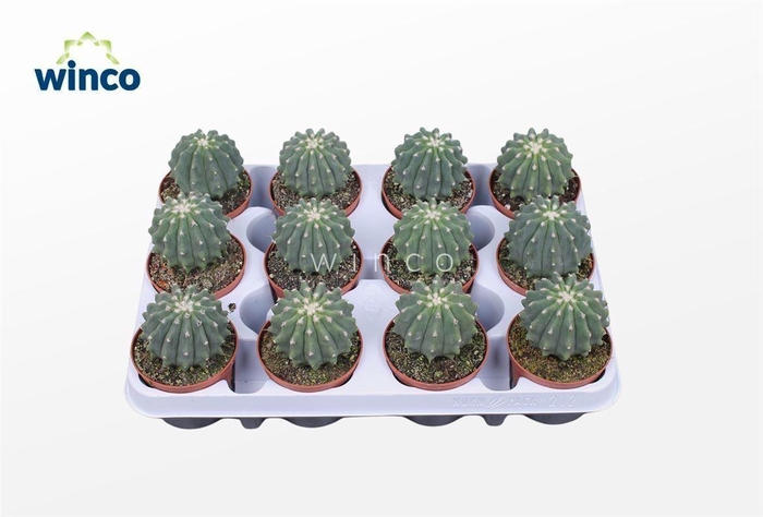 Ferocactus Glaucescends Inermis