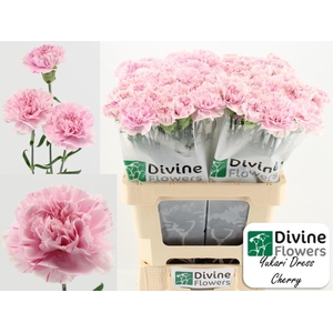 Dianthus ST 'Yukari Dress Cherry'
