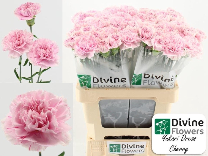 <h4>Dianthus ST 'Yukari Dress Cherry'</h4>