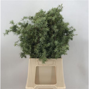Juniperus