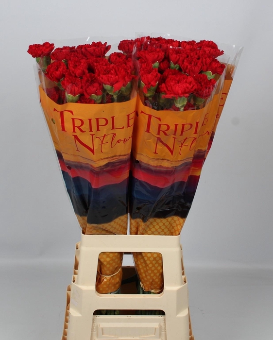 <h4>DI ST PELAYO</h4>