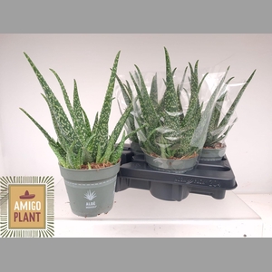 ALOE VERA