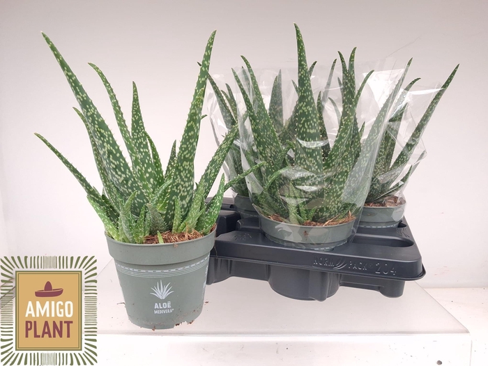 <h4>ALOE VERA</h4>