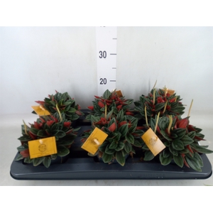 Peperomia caperata 'Rosso'
