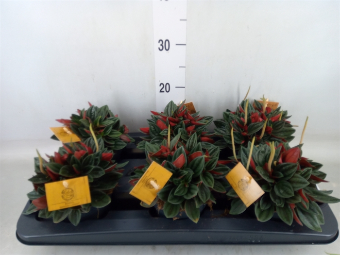 <h4>Peperomia caperata 'Rosso'</h4>