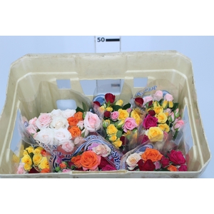 ROSA SPRAY MISTA 040 CM MISTO