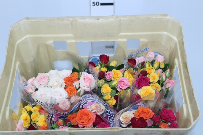 ROSA SPRAY MISTA 040 CM MISTO