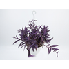 TRADESCANTIA PALLIDA C21