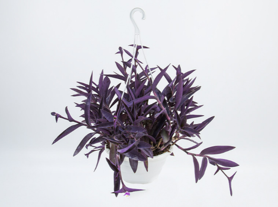 <h4>TRADESCANTIA PALLIDA C21</h4>