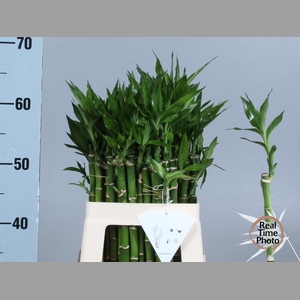 DRAC LUCKY BAMBOO
