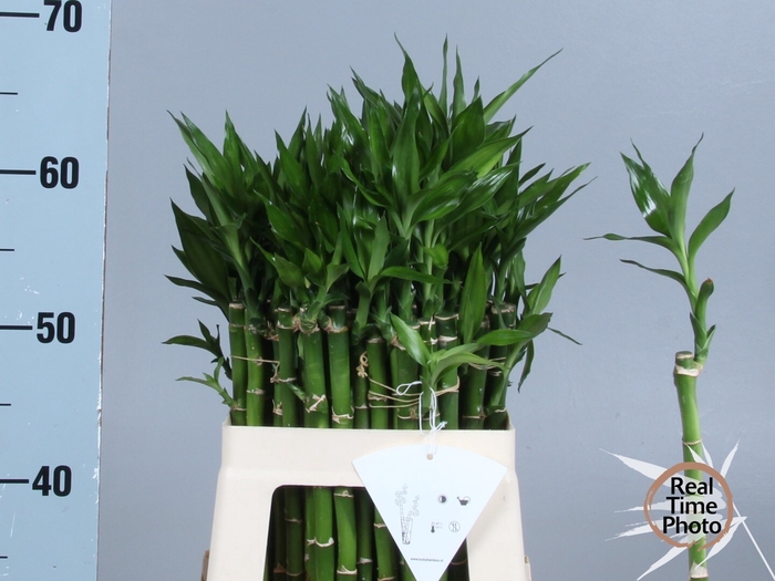 <h4>DRAC LUCKY BAMBOO</h4>