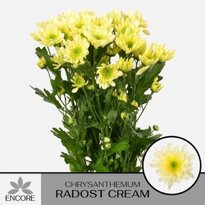 CHR T RADOST CREAM