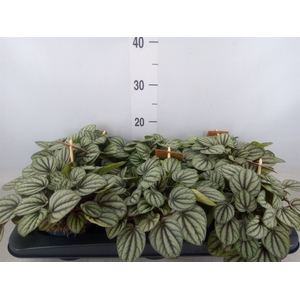 Peperomia