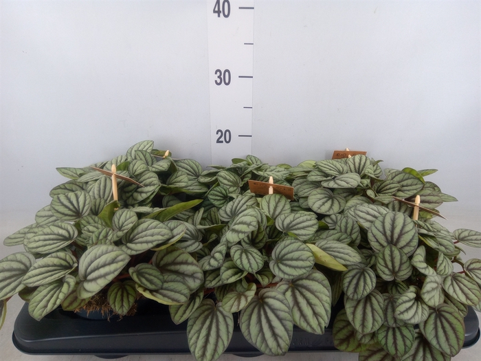 <h4>Peperomia</h4>