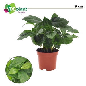 Coffea arabica 9cm