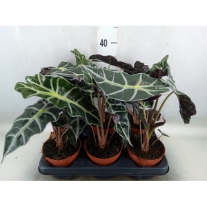 Alocasia amazonica 'Polly'