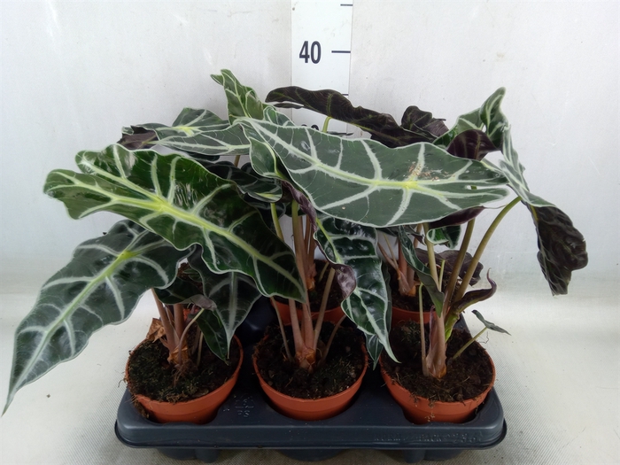 <h4>Alocasia amazonica 'Polly'</h4>