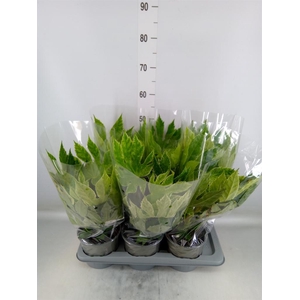 Fatsia japonica 'Variegata'