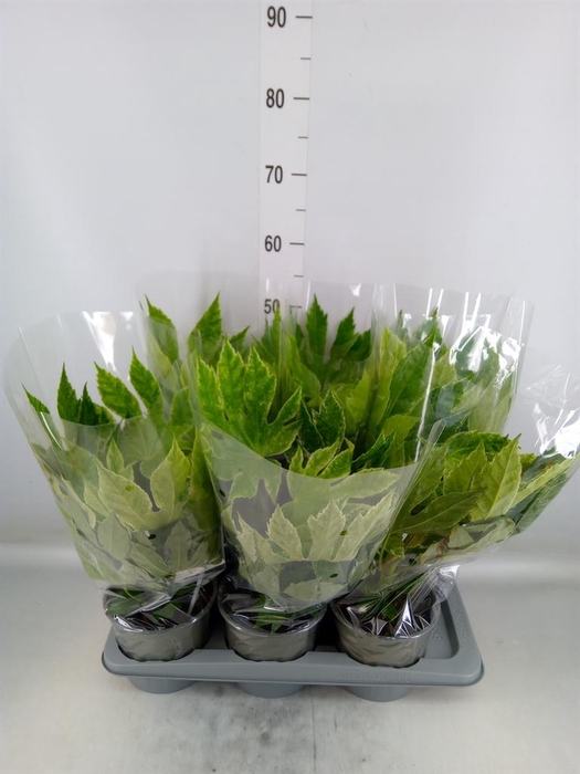 <h4>Fatsia japonica 'Variegata'</h4>