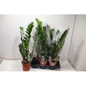 Zamioculcas Zamiifol