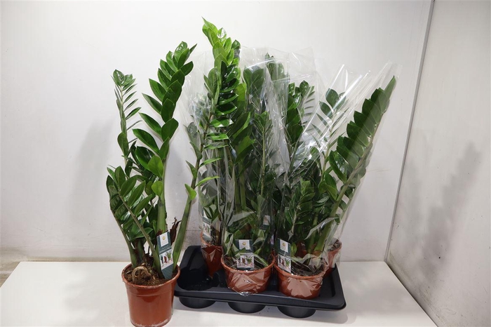 <h4>Zamioculcas Zamiifol</h4>