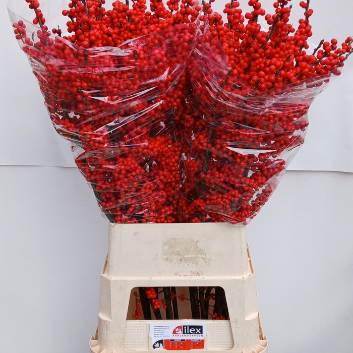 <h4>Ilex verticillata red</h4>