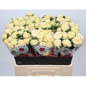 Rosa spray summerrose