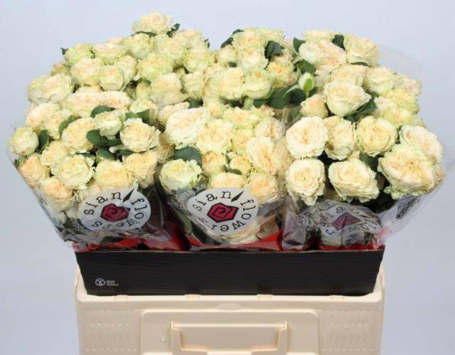 <h4>Rosa spray summerrose</h4>