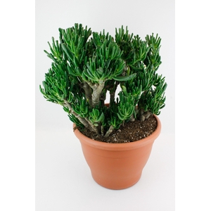 Crassula Horn Tree