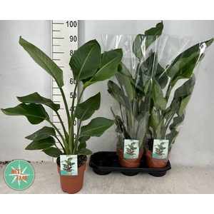 Strelitzia Nicolai 19Ø 85cm 2pp