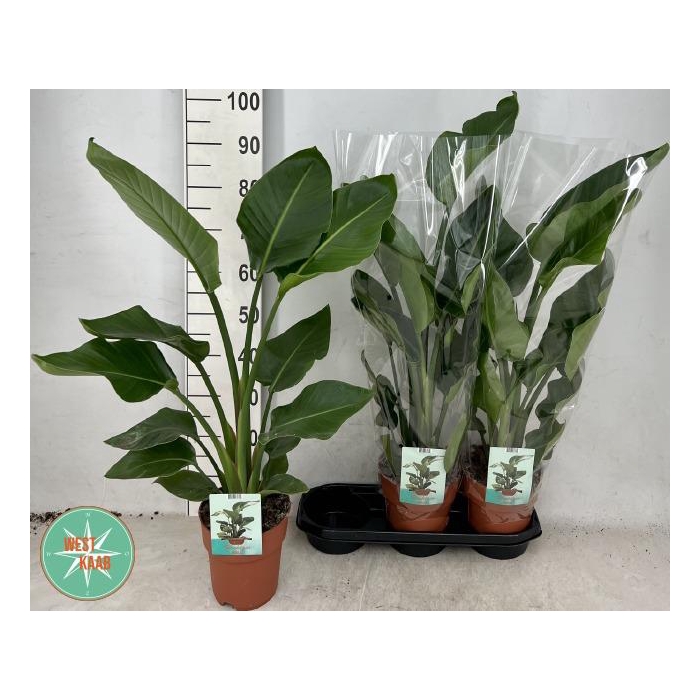 <h4>Strelitzia Nicolai 19Ø 105cm 2pp</h4>