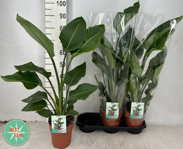 Strelitzia Nicolai 19Ø 85cm 2pp