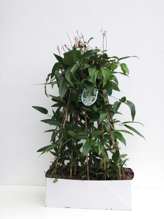 <h4>Clematis armandii 80-100 P14/C2 Full CC</h4>