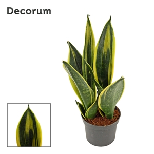 Sansevieria Golden Flame 9 cm (Decorum)