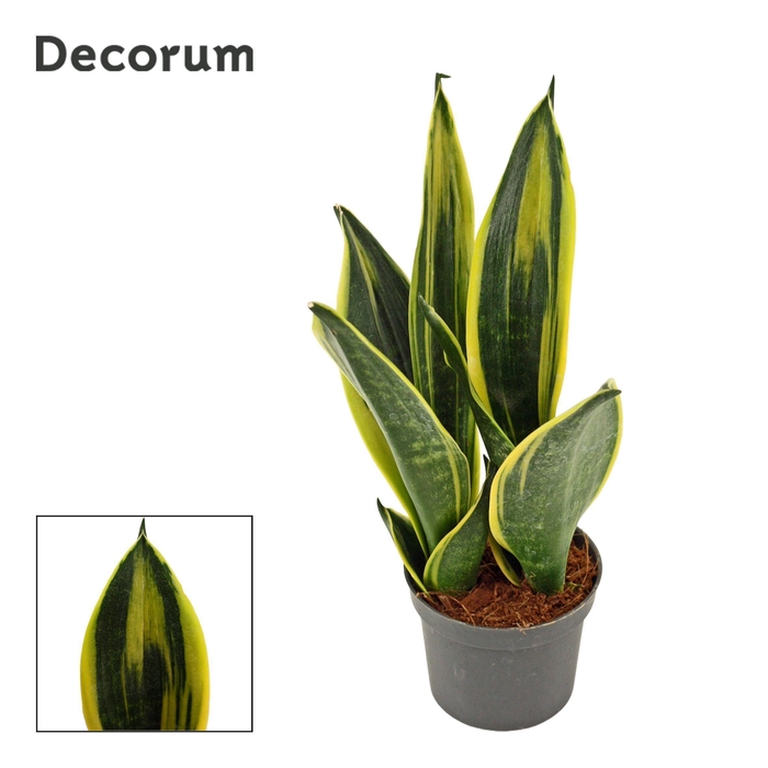 <h4>Sansevieria Golden Flame 9 cm (Decorum)</h4>