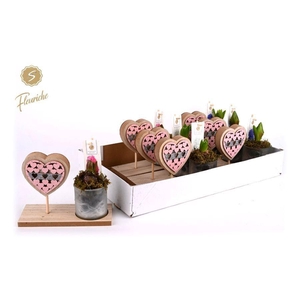 (9701) Hyacint Pink Valentijn 1PP