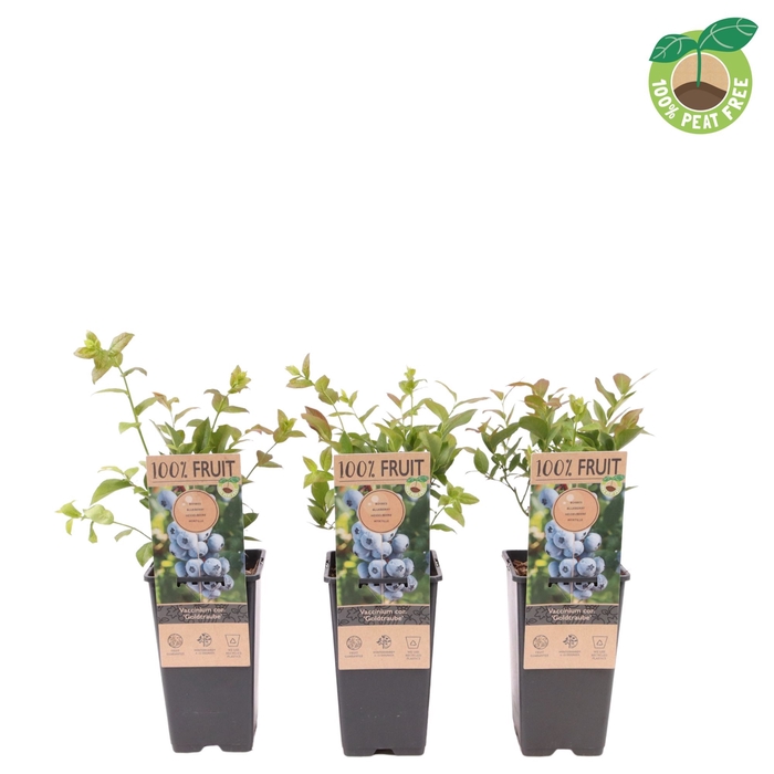 <h4>Vaccinium Co Goldtraube</h4>