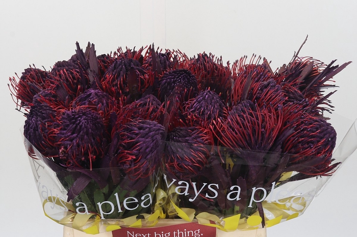 <h4>Nutans Painted Lilac</h4>