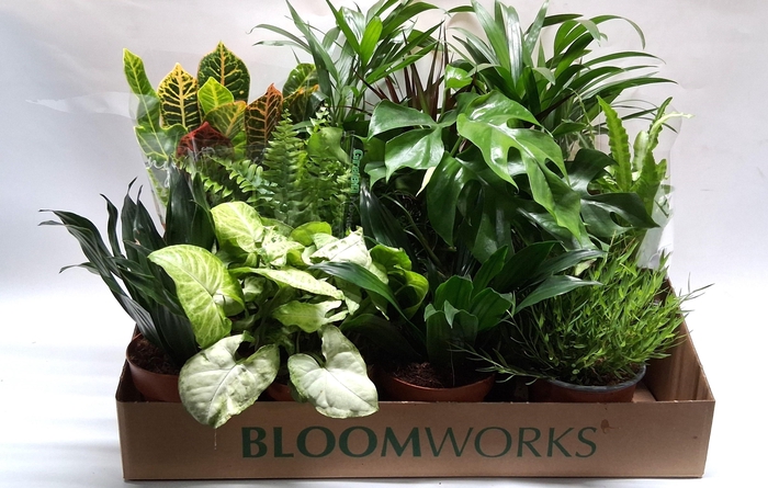 <h4>KAMERPL GEM OV</h4>